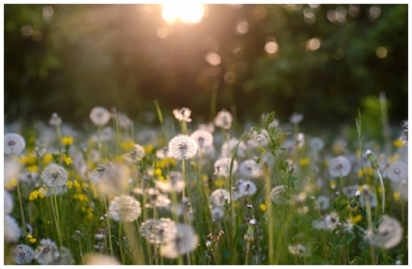 Սպասվում է առանց տեղումների եղանակ. օդի ջերմաստիճանն էապես չի փոխվի